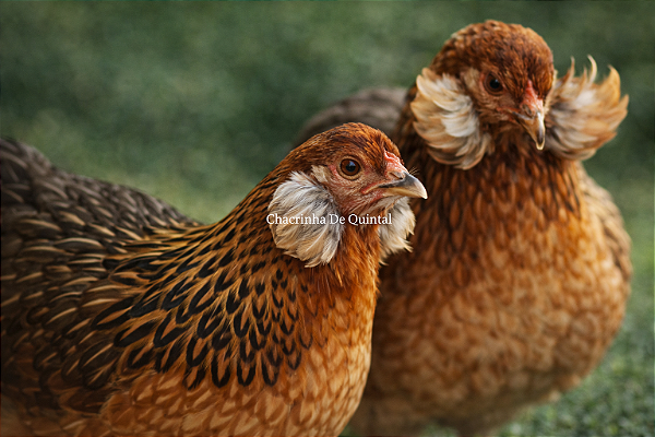 Ovos Galados Ameuricana - Ovos cor verde - Pague 12 Leve 14