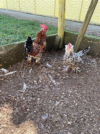 Ovos Galados Belgin - Pague 12 Leve 14