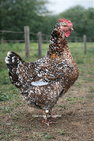 Ovos Galados Balão GSB - Pague 6 Leve 7