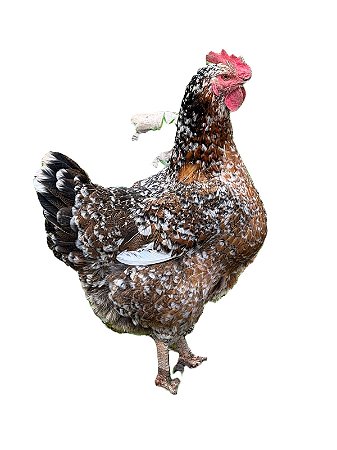 Ovos Galados Balão GSB - Pague 12 Leve 14