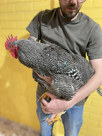 Ovos Galados Plymouth - Botadeira - Pague 6 Leve 7