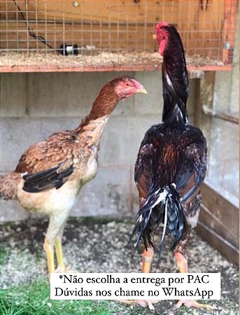 Ovos Galados Raca Indio Gigante 6 Unidades Chacrinha De Quintal Ovos Galados Raca Indio Gigante 6 Unidades Chacrinha De Quintal