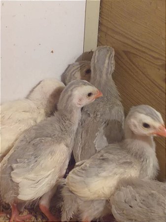 Ovos Galados Angolas - Pague 12 Leve 14 ovos