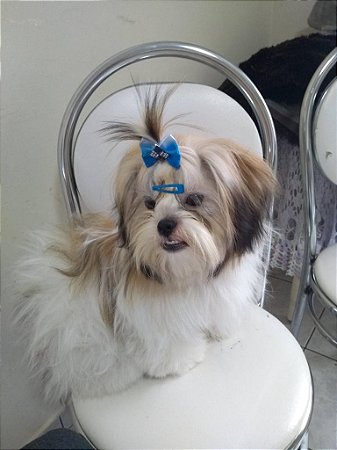 FILHOTE FÊMEA DE SHIH-TZU PREMIUM