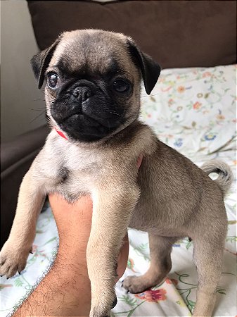 FILHOTE FEMEA DE PUG