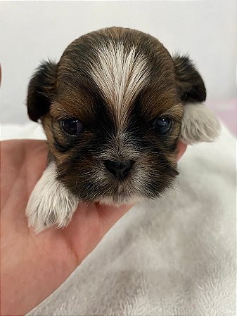 FILHOTE MACHO DE SHIH-TZU PREMIUM