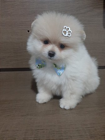 FILHOTE MACHO DE SPITZ ALEMÃO - LULU DA POMERÂNIA