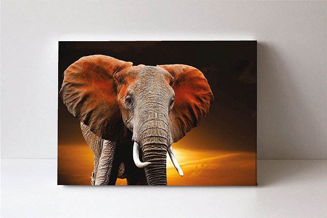 Quadro em Canvas Elefante