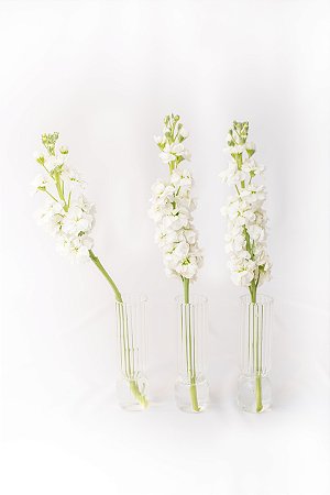 Vaso Fofura