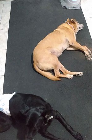 Piso PET anti derrapante, emborrachado, reduçao de ruídos.Tapete pet para proteção térmica e fisioterapia