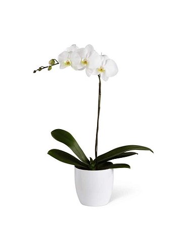 ORCHID IN POT