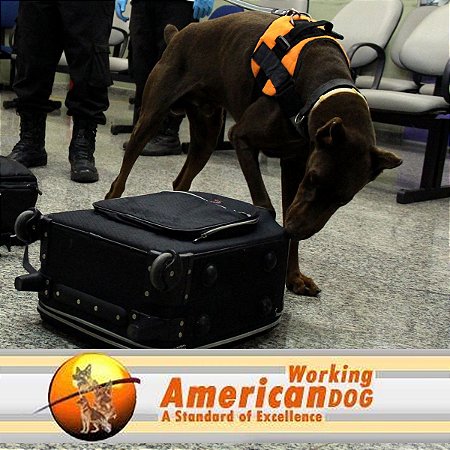 Certificação American Working Dogs