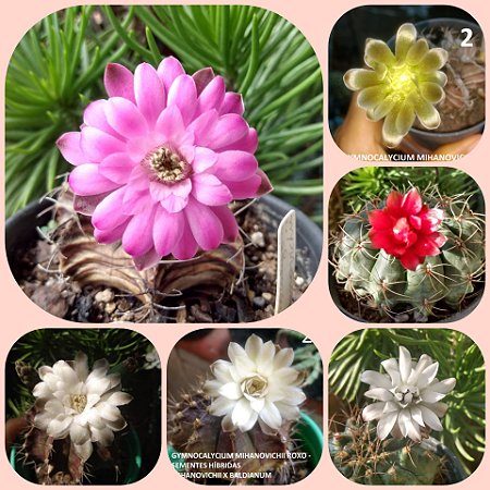 20 sementes de cacto gymnocalycium MIX + manual