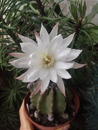 20 Sementes de cactos echinopsis subdenudata + manual