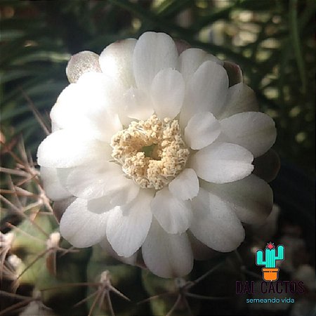 Sementes de cactos gymnocalycium anisitsii (híbrido) + brinde + manual