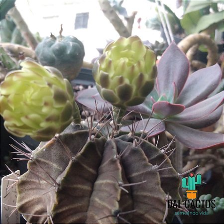 Sementes de cactos gymnocalycium mihanovichii f. verde híbrido + manual para plantio