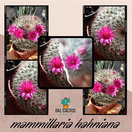 30 sementes de mammillaria hahniana  + manual para plantio