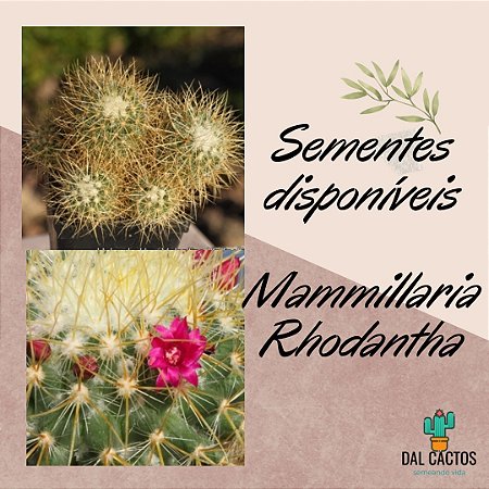 Kit para cultivo de cactos: 30 Sementes de mammillarias + Substrato + Pote + Manual