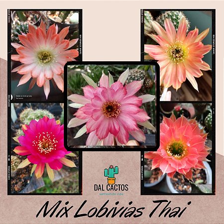 20 Sementes de Lobivias thai + manual de cultivo