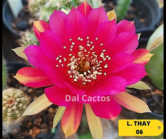 muda de lobivia thai enxertada - flor já identificada