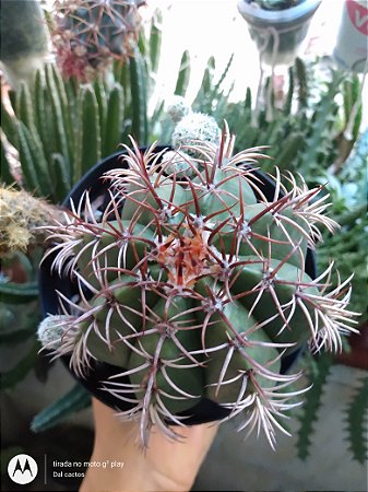 01 cacto melocactus violaceus margaritaceus - coroa de frade