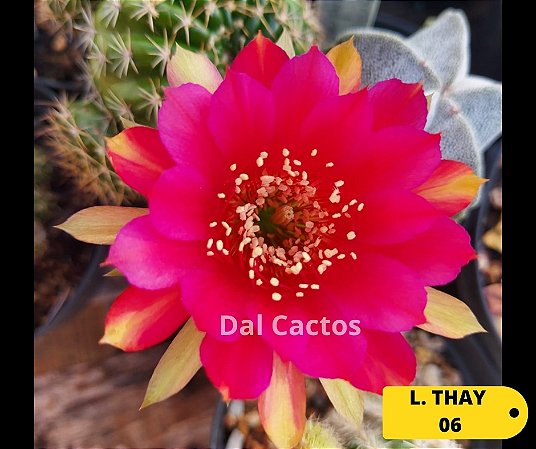 Broto de lobivia thai - flor identificada (LT 06)