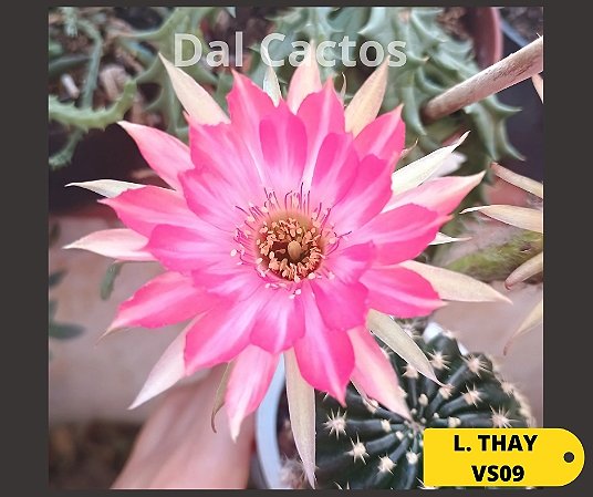 50 Sementes de cactos  lobivias thailandesas mix + manual