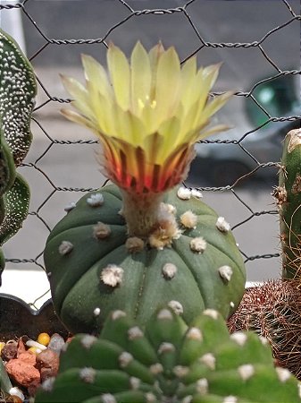 Sementes de cactos astrophytum asterias star shape