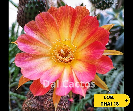 broto de lobivia thai - flor identificada (LT 18)