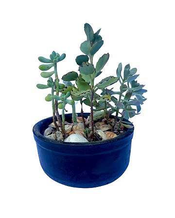 Kit cuculenta no vaso