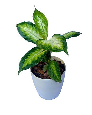 Planta Comigo-ninguém-pode