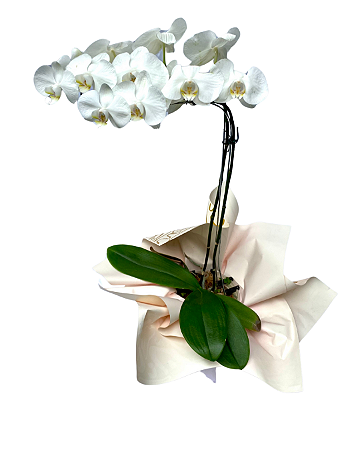 Orquídea branca