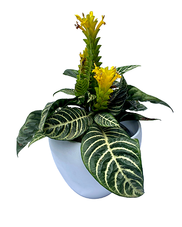 Aphelandra squarrosa no vaso