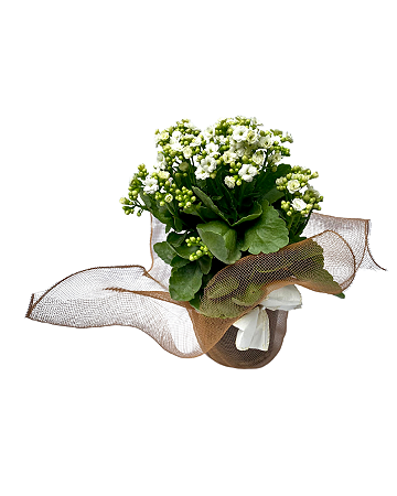 Kalanchoe