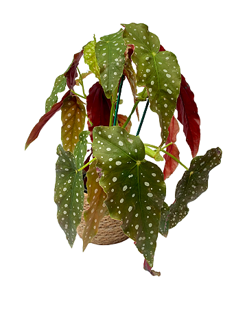 Begônia Coccinea no vaso