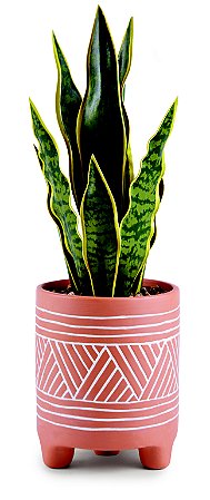 CACHEPOT EM CERAMICA COM PLANTA PERMANENTE