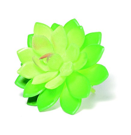 SUCULENTA PERMANENTE