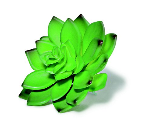 SUCULENTA PERMANENTE