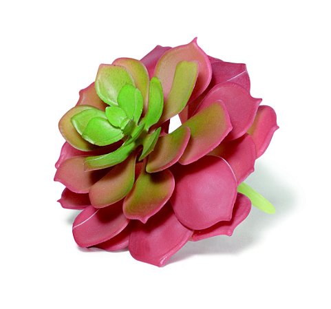 SUCULENTA PERMANENTE