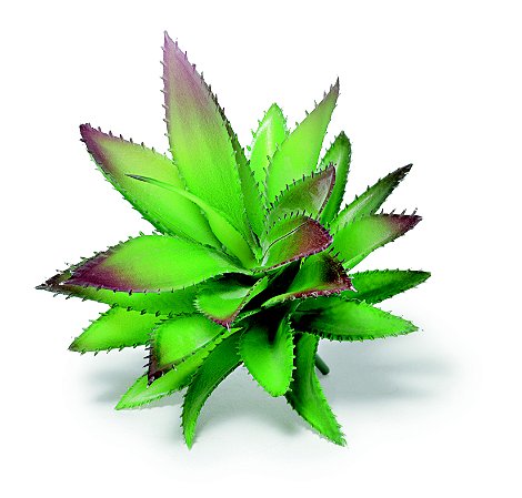 SUCULENTA PERMANENTE