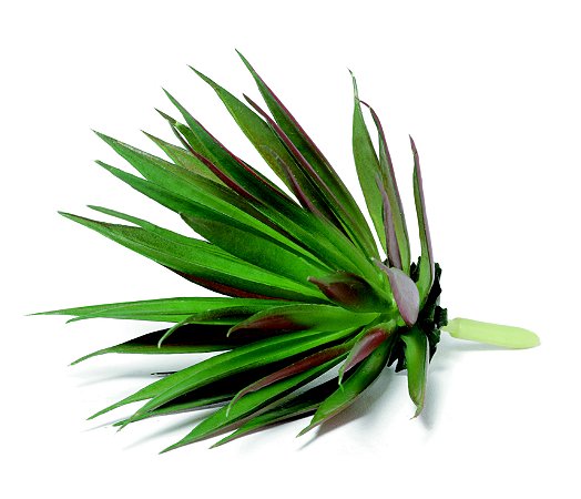 SUCULENTA PERMANENTE