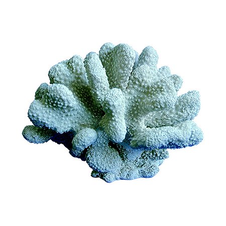 CORAL DECORATIVO DE CERAMICA
