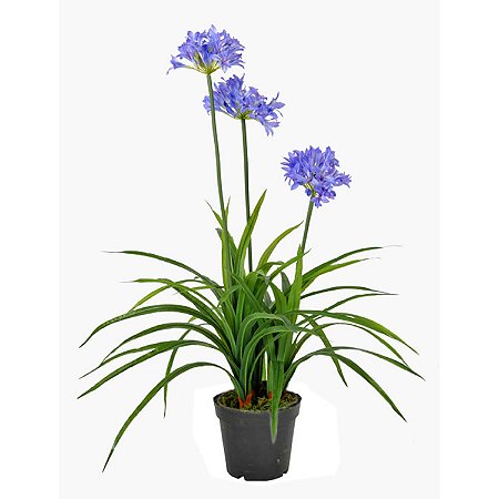 PLANTA ARTIFICIAL