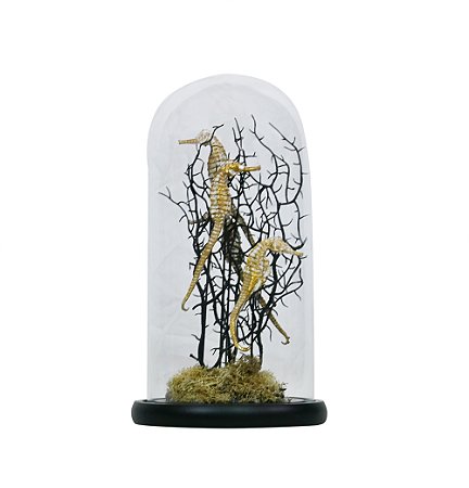 PECA DECORATIVA CAVALO MARINHO RESINA DOURADO CUPULA VIDRO TRANSP BASE MADEIRA