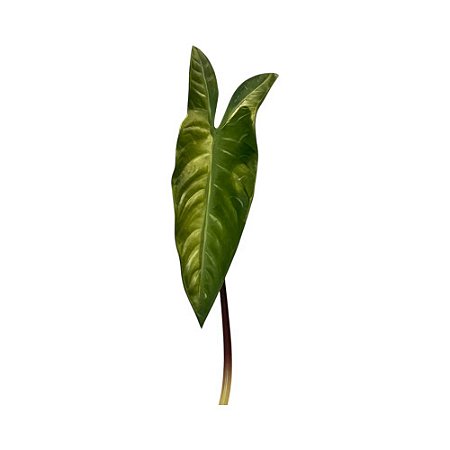 FOLHAGEM ALOCASIA TOQUE REAL L12CM X A60CM X P12CM