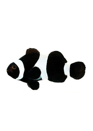 Peixe-Palhaço “Black”