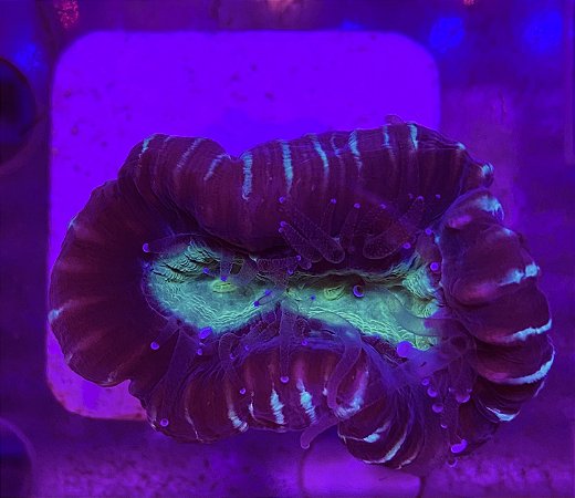 Trumpet bicolor -muda c/uma boca