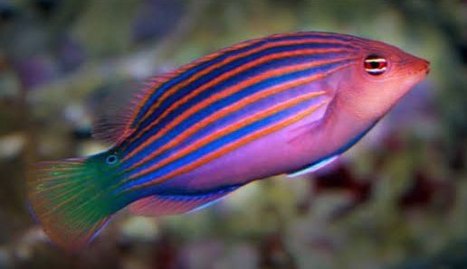 Pseudocheilinus Hexataenia (Sixline)