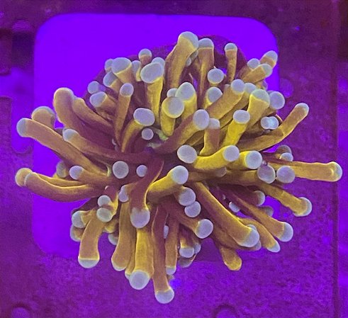 Torch hell Fire 2 bocas unidas