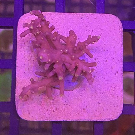 Acropora little Red Ferrari